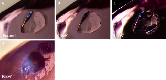 Figure 18. A: A sphene crystal stands out in high relief in sample 10. Heating to 600°, 750°, and 900°C created no noticeable changes. B: The first signs of change, with small fissures forming on the edges of the crystal. Subtle changes to the texture are also visible inside the crystal, which appears less smooth. C: Changes to the crystal’s interior become easier to see in darkfield illumination. D: Dramatic changes, as fissures around the sphene expand and create drippy channels with a melted appearance; the surface is now frosty and opaque. Photomicrographs by E. Billie Hughes; field of view 1.5 mm. Figure 18. A: A sphene crystal stands out in high relief in sample 10. Heating to 600°, 750°, and 900°C created no noticeable changes. B: The first signs of change, with small fissures forming on the edges of the crystal. Subtle changes to the texture are also visible inside the crystal, which appears less smooth. C: Changes to the crystal’s interior become easier to see in darkfield illumination. D: Dramatic changes, as fissures around the sphene expand and create drippy channels with a melted appearance; the surface is now frosty and opaque. Photomicrographs by E. Billie Hughes; field of view 1.5 mm.