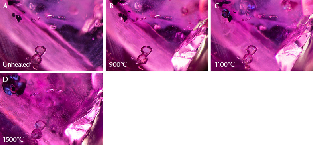 Figure 24. A: At the bottom are rounded apatite crystals in sample 37. Toward the top left are dark primary rutile crystals, and at top center are transparent feldspar crystals. B: A portion of the sample has broken at the bottom right corner, yet the scene appears largely unaltered. C: One of the small rutile crystals at top left has a dark, shiny discoid around it, and glassy fissures appear in the background at the top. Small fissures are developing around the apatite crystals at the bottom. D: The shiny dark discoid in the top left corner has expanded, and large drippy fingerprints are prominent across the scene. Photomicrographs by E. Billie Hughes; field of view 3 mm. Figure 24. A: At the bottom are rounded apatite crystals in sample 37. Toward the top left are dark primary rutile crystals, and at top center are transparent feldspar crystals. B: A portion of the sample has broken at the bottom right corner, yet the scene appears largely unaltered. C: One of the small rutile crystals at top left has a dark, shiny discoid around it, and glassy fissures appear in the background at the top. Small fissures are developing around the apatite crystals at the bottom. D: The shiny dark discoid in the top left corner has expanded, and large drippy fingerprints are prominent across the scene. Photomicrographs by E. Billie Hughes; field of view 3 mm.