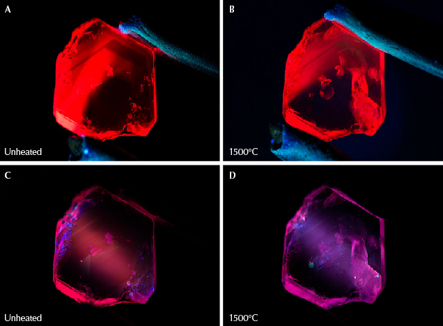 Figure 32. A: Sample 17 displays a strong red fluorescence in long-wave UV illumination prior to heating. B: After heating to 1500°C, the sample continues to display strong red fluorescence in long-wave UV. The area on the right with more visible red fluorescence is due to light striking inclusions that have altered, rather than a change in the stone’s bodycolor. C: The ruby displays a medium red fluorescence in short-wave UV prior to heating. D: The sample develops a medium chalky fluorescence reaction in short-wave illumination after heating to 1500°C. Photos by E. Billie Hughes. Figure 32. A: Sample 17 displays a strong red fluorescence in long-wave UV illumination prior to heating. B: After heating to 1500°C, the sample continues to display strong red fluorescence in long-wave UV. The area on the right with more visible red fluorescence is due to light striking inclusions that have altered, rather than a change in the stone’s bodycolor. C: The ruby displays a medium red fluorescence in short-wave UV prior to heating. D: The sample develops a medium chalky fluorescence reaction in short-wave illumination after heating to 1500°C. Photos by E. Billie Hughes.