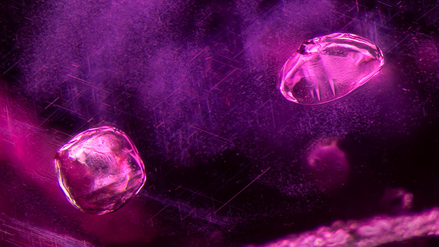 Figure 5. In sample 6, a pair of calcite crystals stands out above a cloud of undissolved rutile silk needles. Note the twinning planes in both crystals, a common feature for calcite. Photomicrograph by E. Billie Hughes; field of view 2 mm. Figure 5. In sample 6, a pair of calcite crystals stands out above a cloud of undissolved rutile silk needles. Note the twinning planes in both crystals, a common feature for calcite. Photomicrograph by E. Billie Hughes; field of view 2 mm.