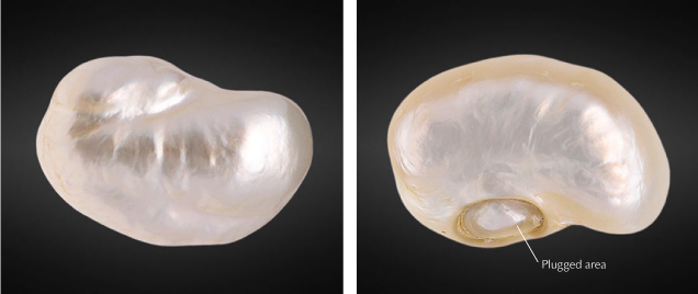 Figure 1. The 169.05 ct filled pearl, viewed from its face (left) and base (right). Note the indented feature on the base through which the filler material was inserted prior to plugging. Photos by Gaurav Bera.