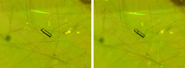 Figure 2. Columnar two-phase negative crystals containing mobile gas bubbles were another unique feature seen in the demantoid garnet. Photomicrographs by Makoto Miura; field of view 1.06 mm. Figure 2. Columnar two-phase negative crystals containing mobile gas bubbles were another unique feature seen in the demantoid garnet. Photomicrographs by Makoto Miura; field of view 1.06 mm.