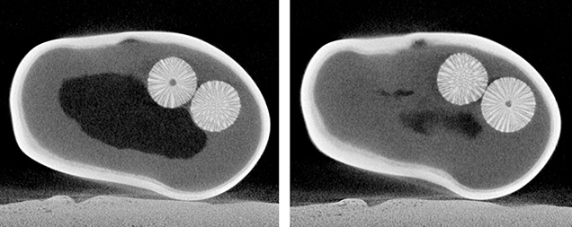Figure 3. μ-CT images revealed more details of the foraminifera-like spheres. Both consisted of a radiating structure that extended from an empty core. Figure 3. μ-CT images revealed more details of the foraminifera-like spheres. Both consisted of a radiating structure that extended from an empty core.