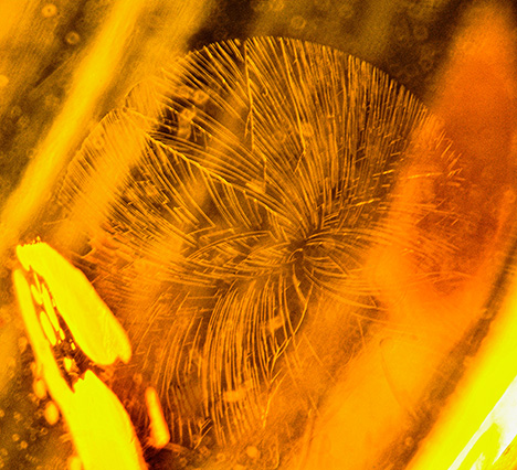 A “sun spangle” created in amber as a result of rapid cooling. Photomicrograph by Aamir Sayed; field of view 1.5 mm. A “sun spangle” created in amber as a result of rapid cooling. Photomicrograph by Aamir Sayed; field of view 1.5 mm.
