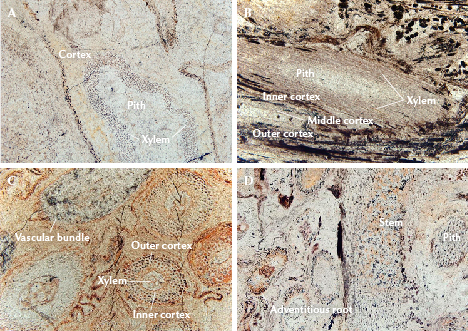 Four images showing plant tissue sections labeled with terms like cortex, pith, xylem, and vascular bundle. Four images showing plant tissue sections labeled with terms like cortex, pith, xylem, and vascular bundle.