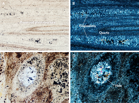 Four microscopic images showing geological samples. Labels indicate preserved plant structures, chalcedony, quartz, and a hole. Four microscopic images showing geological samples. Labels indicate preserved plant structures, chalcedony, quartz, and a hole.
