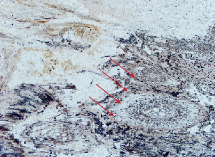 Figure 12. In sample S5, the plant structure features become more evident closer to the regolith, following the direction of the arrows. Photomicrograph by Han-Yue Xu; field of view 0.8 mm. Figure 12. In sample S5, the plant structure features become more evident closer to the regolith, following the direction of the arrows. Photomicrograph by Han-Yue Xu; field of view 0.8 mm.