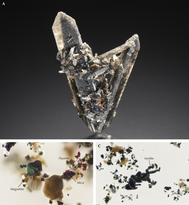 Figure 19. A: A black topaz crystal specimen from the Thomas Mountains in Utah, measuring 24.80 × 17.92 × 12.29 mm. Photo by Kevin Schumacher. B: Inclusions of black magnetite, colorless fluorite, and flaky mica in the black topaz. C: Clusters of tabular ixiolite. From Muyal et al. (2019); fields of view 0.288 mm (B) and 0.36 mm (C). Figure 19. A: A black topaz crystal specimen from the Thomas Mountains in Utah, measuring 24.80 × 17.92 × 12.29 mm. Photo by Kevin Schumacher. B: Inclusions of black magnetite, colorless fluorite, and flaky mica in the black topaz. C: Clusters of tabular ixiolite. From Muyal et al. (2019); fields of view 0.288 mm (B) and 0.36 mm (C).