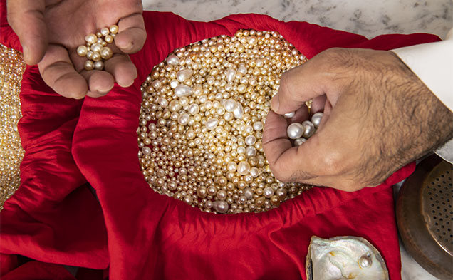 Figure 4. The majority of these loose natural pearls are from the Pinctada radiata mollusk. They were recently collected off the coast of Kuwait in the Persian (Arabian) Gulf. Photo by Robert Weldon. Figure 4. The majority of these loose natural pearls are from the Pinctada radiata mollusk. They were recently collected off the coast of Kuwait in the Persian (Arabian) Gulf. Photo by Robert Weldon.