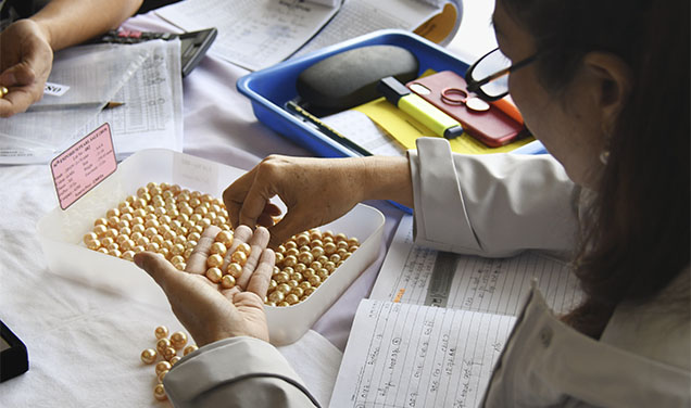 Figure 5. The GIA 7 Pearl Value Factors classification system is applicable across the whole pearl supply chain, from buyers checking the quality of pearls at an auction to consumers shopping for pearls at the retail level. Photo by Wim Vertriest. Figure 5. The GIA 7 Pearl Value Factors classification system is applicable across the whole pearl supply chain, from buyers checking the quality of pearls at an auction to consumers shopping for pearls at the retail level. Photo by Wim Vertriest.