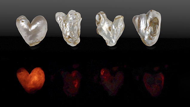 Figure 1. Top: Four heart-shaped filled natural hollow pearls weighing 34.30, 52.75, 75.86, and 98.53 ct (from left to right). Bottom: The pearls exhibit red X-ray fluorescence of varying degrees. Photos by Gaurav Bera and Eram Shaikh. Figure 1. Top: Four heart-shaped filled natural hollow pearls weighing 34.30, 52.75, 75.86, and 98.53 ct (from left to right). Bottom: The pearls exhibit red X-ray fluorescence of varying degrees. Photos by Gaurav Bera and Eram Shaikh.