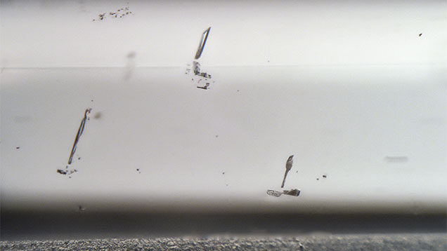 Figure 2. Negative crystal inclusions were observed in the submitted armenite. Photomicrograph by Britni LeCroy; field of view 2.77 mm. Figure 2. Negative crystal inclusions were observed in the submitted armenite. Photomicrograph by Britni LeCroy; field of view 2.77 mm.