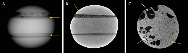 Figure 2. A: RTX image showing the three shell fragments fused by a bonding agent (indicated by arrows). B: μ-CT imaging displaying a very tight structure with internal banding (arrow). C: μ-CT imaging showing trapped gas bubbles (white arrows) within the bonding agent (yellow arrow). Figure 2. A: RTX image showing the three shell fragments fused by a bonding agent (indicated by arrows). B: μ-CT imaging displaying a very tight structure with internal banding (arrow). C: μ-CT imaging showing trapped gas bubbles (white arrows) within the bonding agent (yellow arrow).