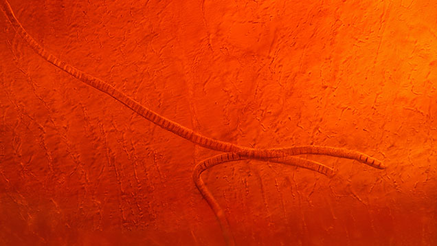Near-colorless heulandite crystals resembling worms in an Ethiopian opal exhibiting play-of-color. Photomicrograph by Bawornluk Keeratithanarut; field of view 2.88 mm. Near-colorless heulandite crystals resembling worms in an Ethiopian opal exhibiting play-of-color. Photomicrograph by Bawornluk Keeratithanarut; field of view 2.88 mm.