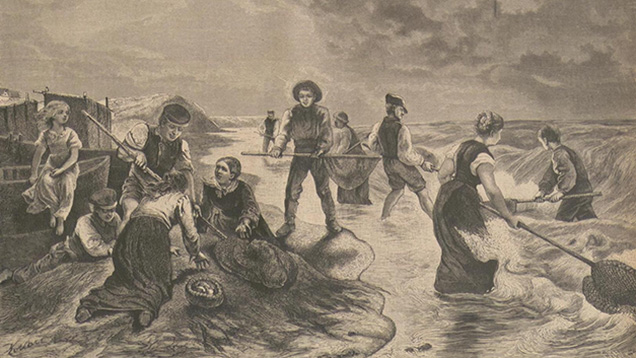 Collecting amber along the Baltic sea