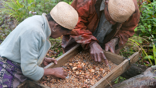 Two miners bend over a sieve of river gravel. Two miners bend over a sieve of river gravel.