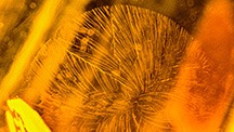 A “sun spangle” created in amber as a result of rapid cooling. Photomicrograph by Aamir Sayed; field of view 1.5 mm. A “sun spangle” created in amber as a result of rapid cooling. Photomicrograph by Aamir Sayed; field of view 1.5 mm.