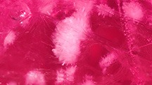 Devitrified glass inclusions resembling pom-poms or sea urchins in a clarity-enhanced ruby. Photomicrograph by Kevin Bishop and Joseph Hukins; field of view 1.99 mm. Devitrified glass inclusions resembling pom-poms or sea urchins in a clarity-enhanced ruby. Photomicrograph by Kevin Bishop and Joseph Hukins; field of view 1.99 mm.