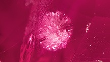 Sea urchin–like 3D radial fissures in a heated Mong Hsu ruby. Photomicrograph by Taku Okada; field of view 1.70 mm. Sea urchin–like 3D radial fissures in a heated Mong Hsu ruby. Photomicrograph by Taku Okada; field of view 1.70 mm.