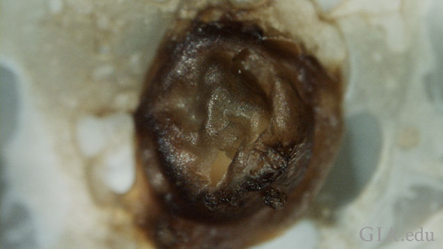 Figure 4: Close‐up of the brown material plugging and capping the drill‐hole of the 18.65 carat pearl. Magnified 21x.