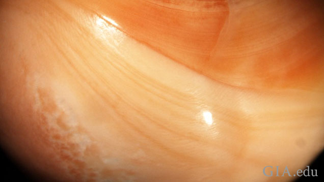 Figure: 2 - The clear banding present throughout most of the pearl. This was very directional and this orientation shows it the best. Photomicrograph: Pantaree Lomthong. Magnified 7.5x. Figure: 2 - The clear banding present throughout most of the pearl. This was very directional and this orientation shows it the best. Photomicrograph: Pantaree Lomthong. Magnified 7.5x.