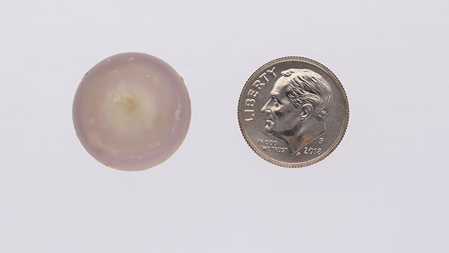 A natural pearl and coin sitting side by side as a size comparison. A natural pearl and coin sitting side by side as a size comparison.