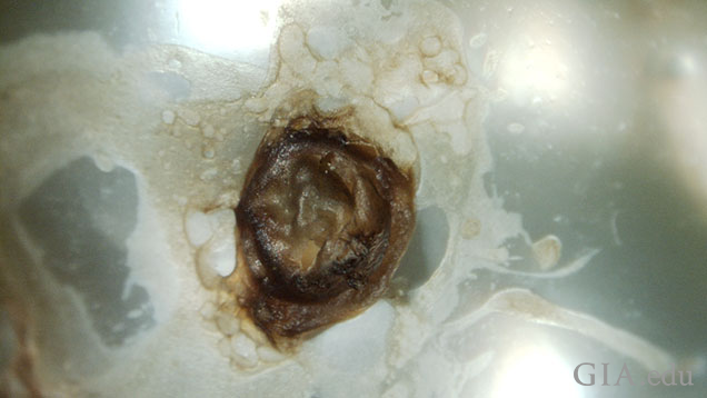 Figure 3: The post analysis brown material seen plugging and capping the drill‐hole of the 18.65 carat pearl. Magnified 12x.