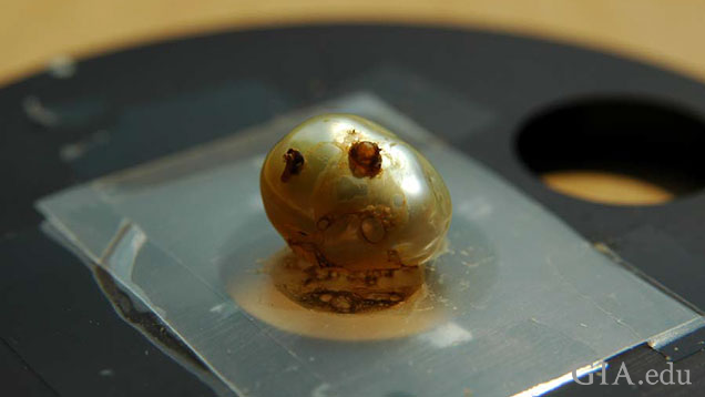 Figure 2: The post analysis appearance of the 18.65 carat pearl as seen within the EDXRF sample chamber.