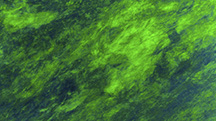 Inclusions Inclusions