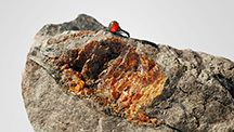Gemology Gemology