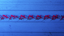 IMG - WN17 Micro-World 216x122 IMG - WN17 Micro-World 216x122