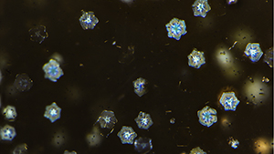 Winter 2021 Micro-World Banner Winter 2021 Micro-World Banner