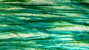Summer 2023 Micro-World Banner Summer 2023 Micro-World Banner