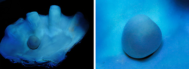 Bangkok specimen’s reaction to long-wave UV exposure.