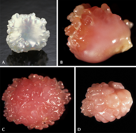 Shape comparison of American freshwater pearl and conch pearls. Shape comparison of American freshwater pearl and conch pearls.