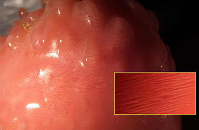Characteristic flame structure. Characteristic flame structure.