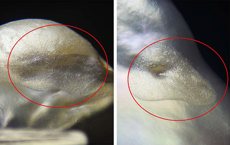 Two fillings displayed a coarser appearance and lower luster than the rest of the pearl. Two fillings displayed a coarser appearance and lower luster than the rest of the pearl.